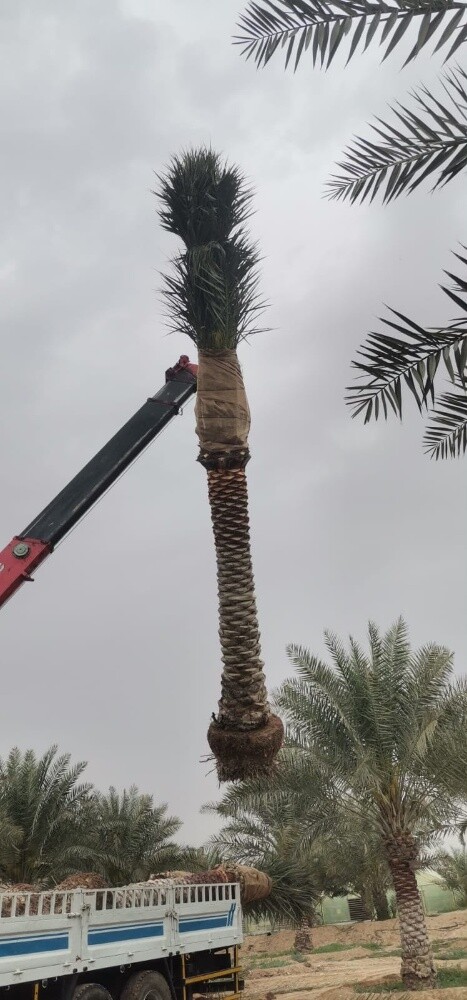 متوفر لدينا جميع انواع النخيل - 3
