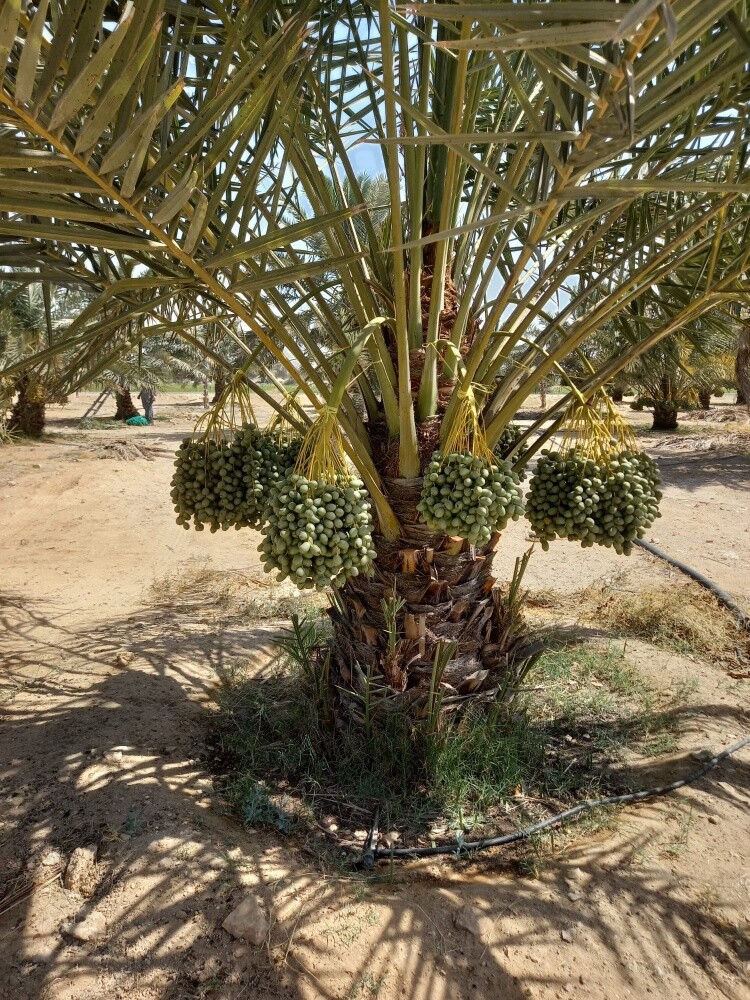متوفر لدينا جميع انواع النخيل - 2