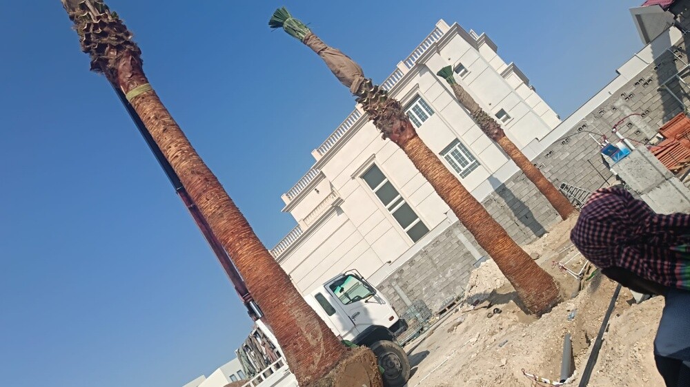 اشنطونيا جميع المقاسات - 3