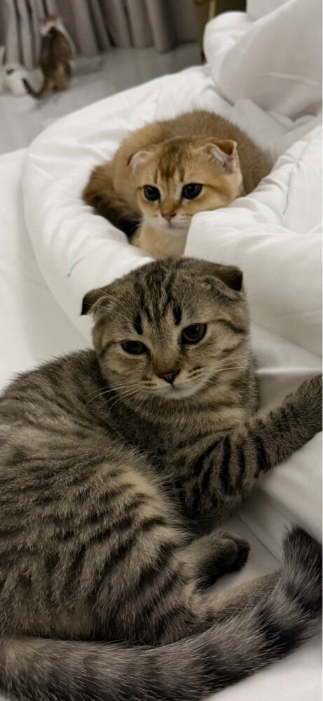 FOR SALE: 3 Scottish Fold - 1