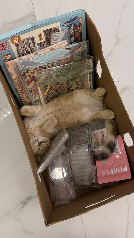 FOR SALE: 3 Scottish Fold - 3