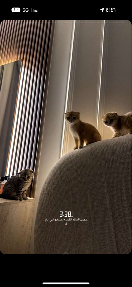 FOR SALE: 3 Scottish Fold - 7