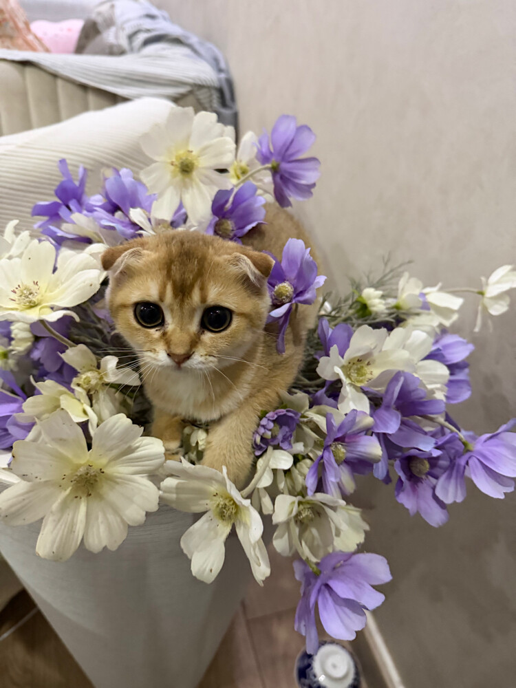 FOR SALE: 3 Scottish Fold - 4