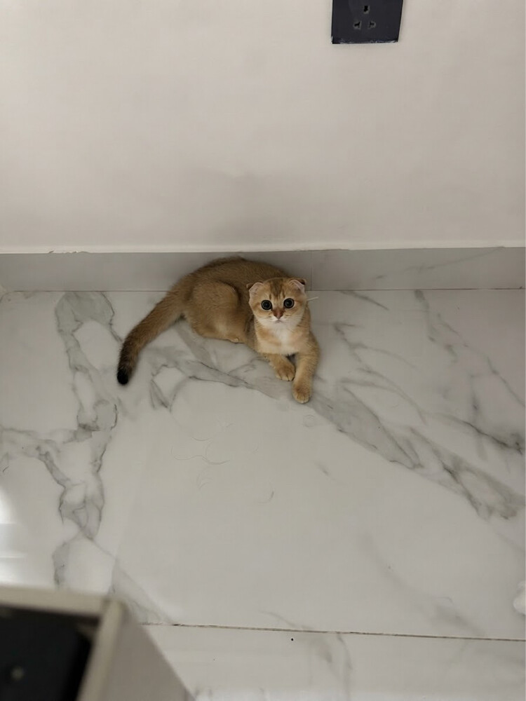 FOR SALE: 3 Scottish Fold - 5