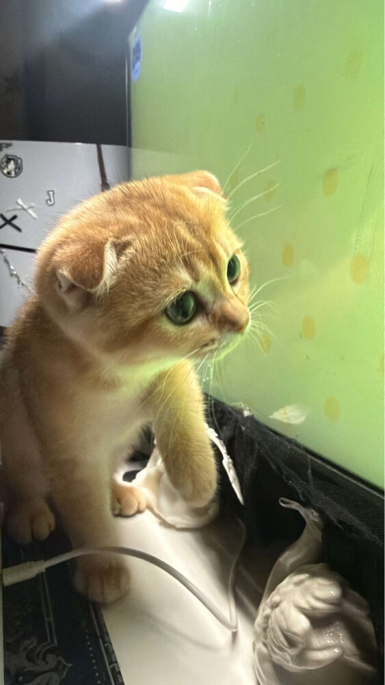 FOR SALE: 3 Scottish Fold - 6