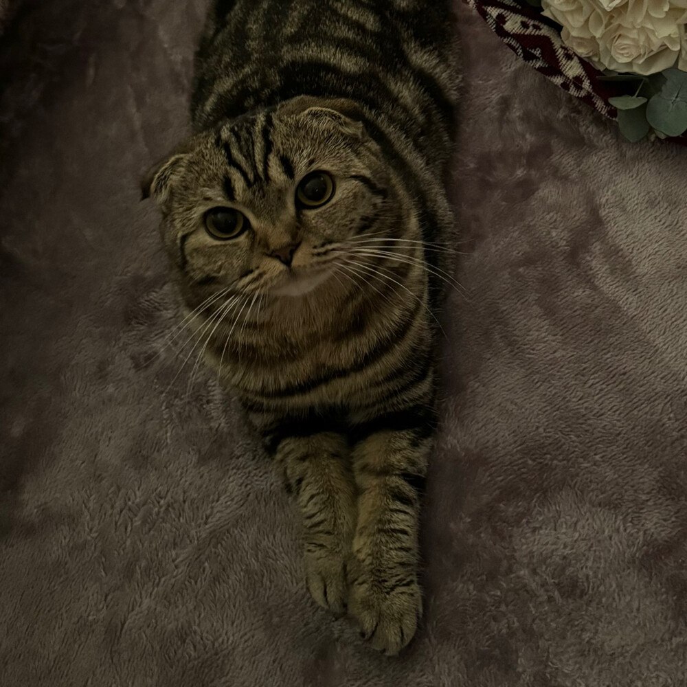 FOR SALE: 3 Scottish Fold - 2