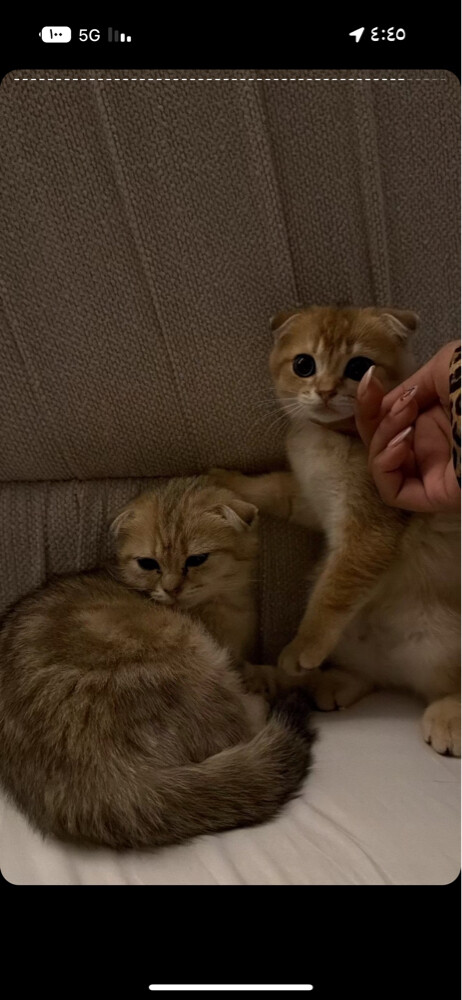 FOR SALE: 3 Scottish Fold - 8