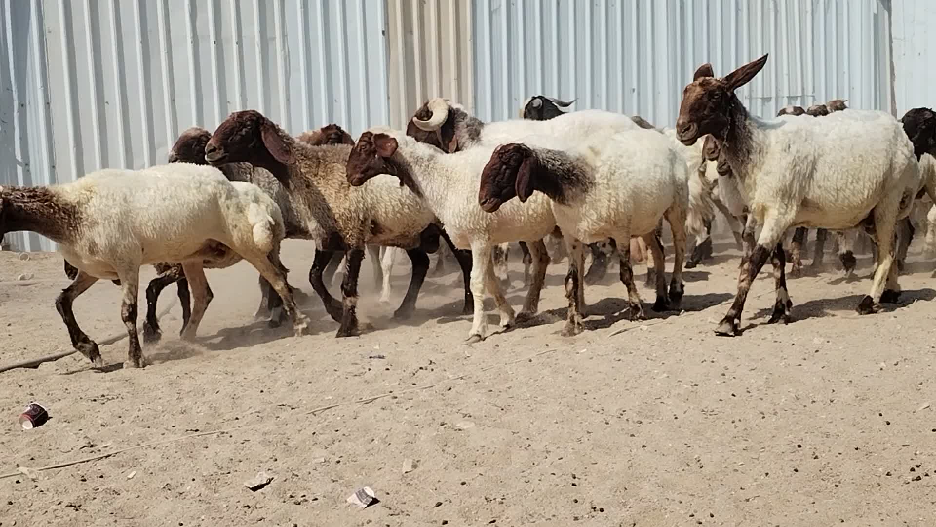 شويهات سوريه - 3
