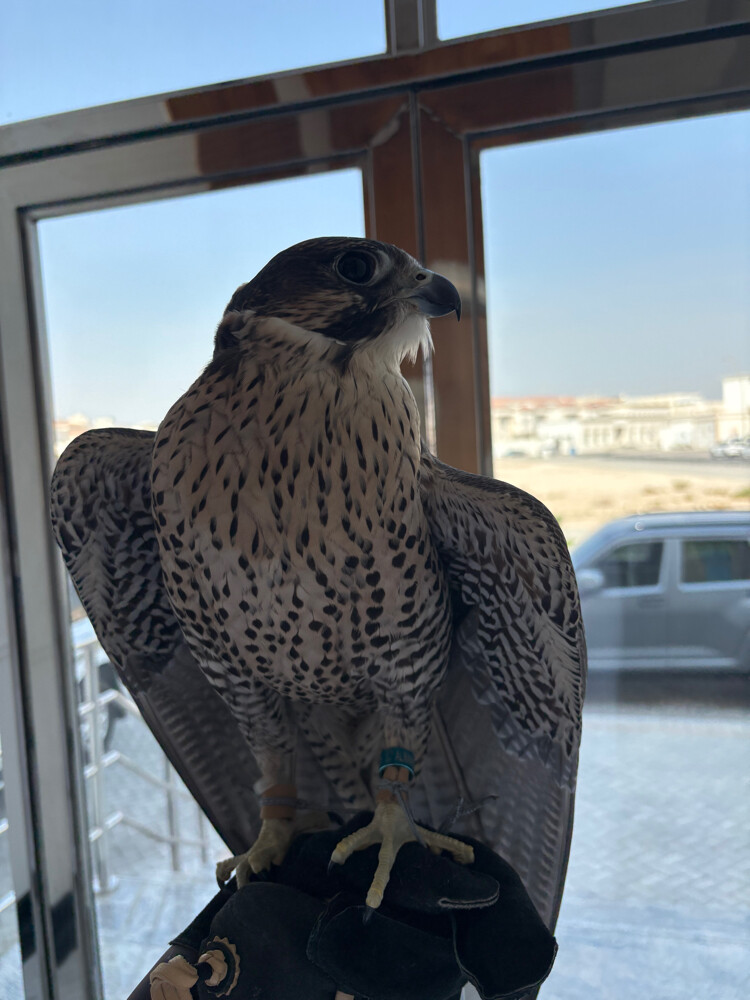 جير تبع - 3
