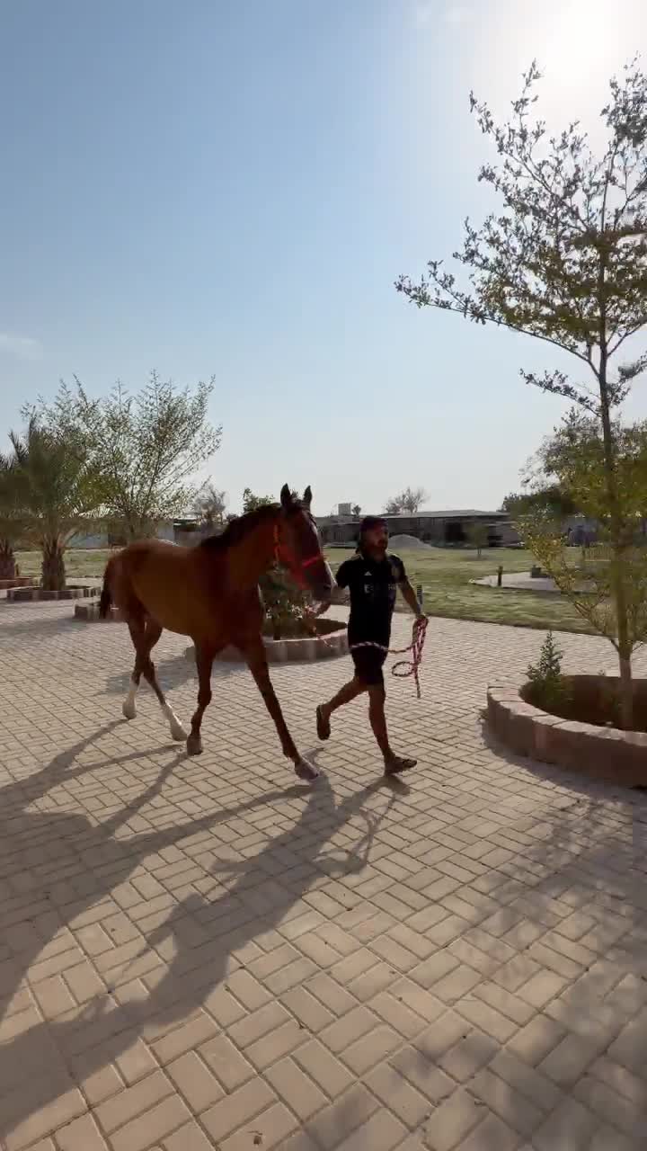 حصان عربي ريس  - 10
