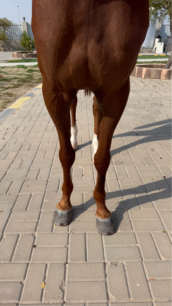حصان عربي ريس  - 6