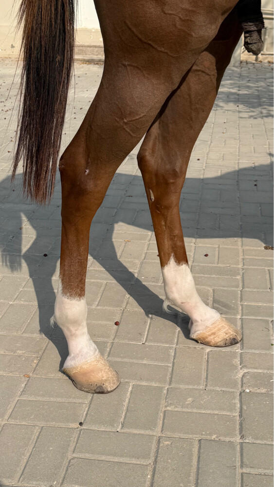 حصان عربي ريس  - 4