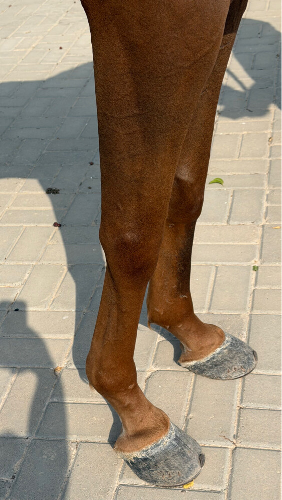 حصان عربي ريس  - 5