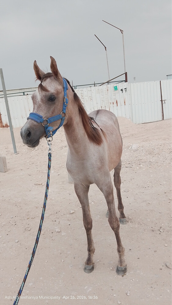 سوبر اقرأ الوصف  - 1