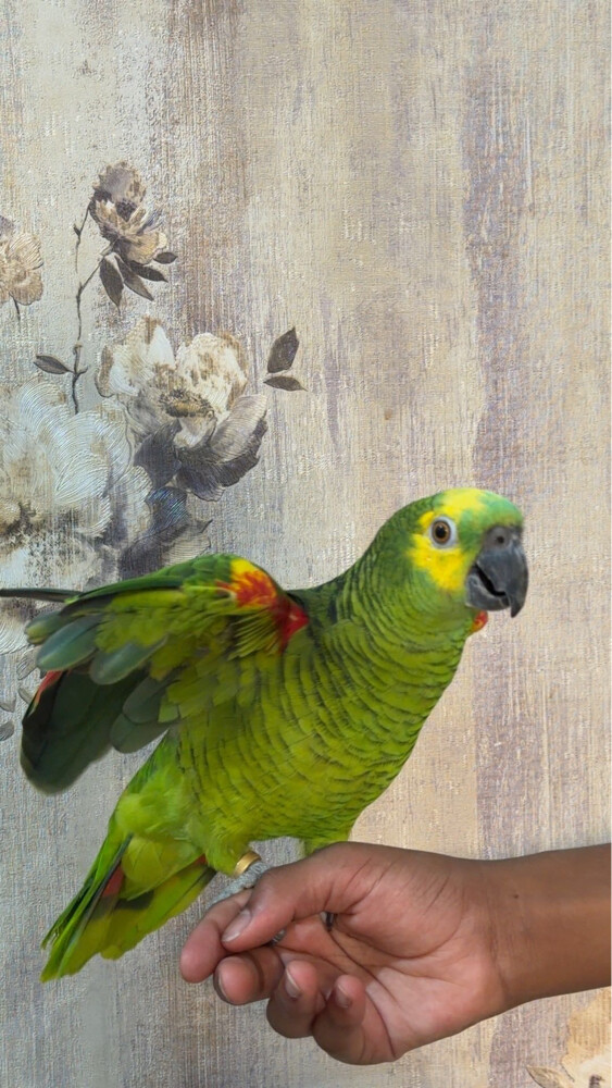 للبيع - 2