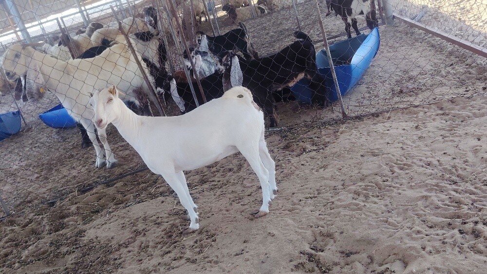 للبيع جمده عمانيه برصه - 2