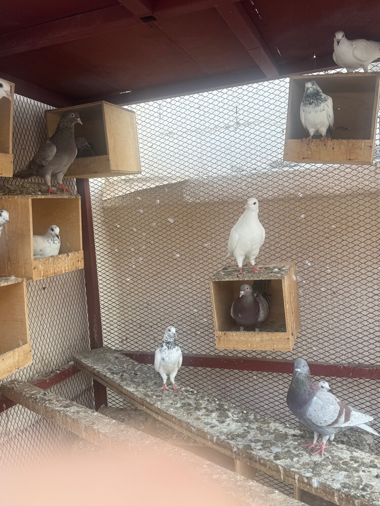 pigeons for sale  - 2
