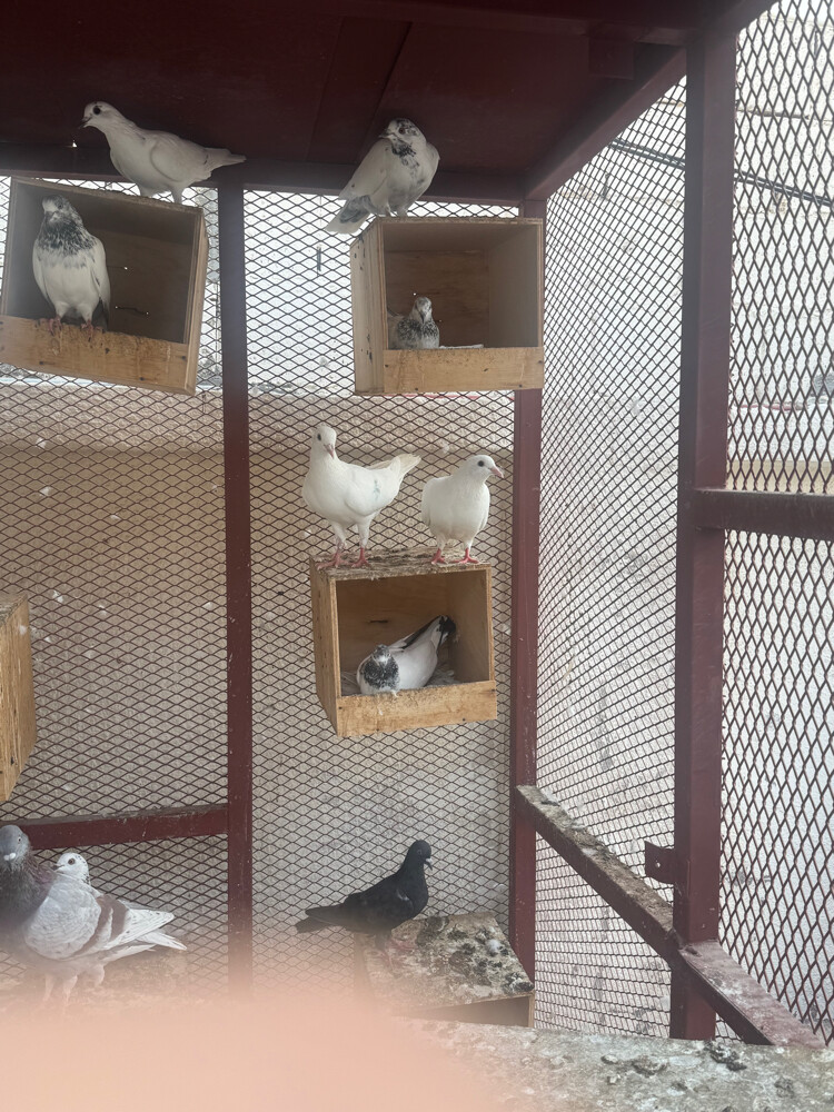 pigeons for sale  - 3
