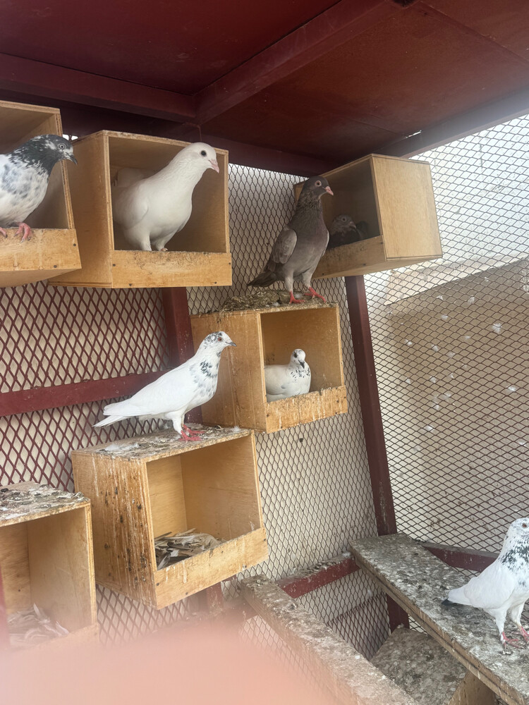 pigeons for sale  - 1