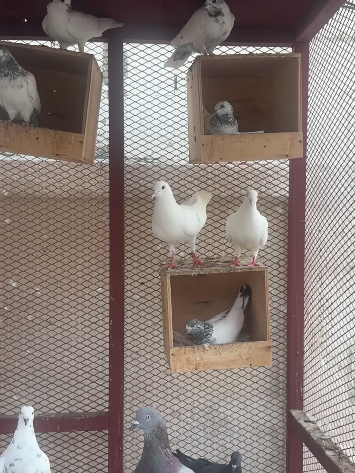 pigeons for sale  - 5