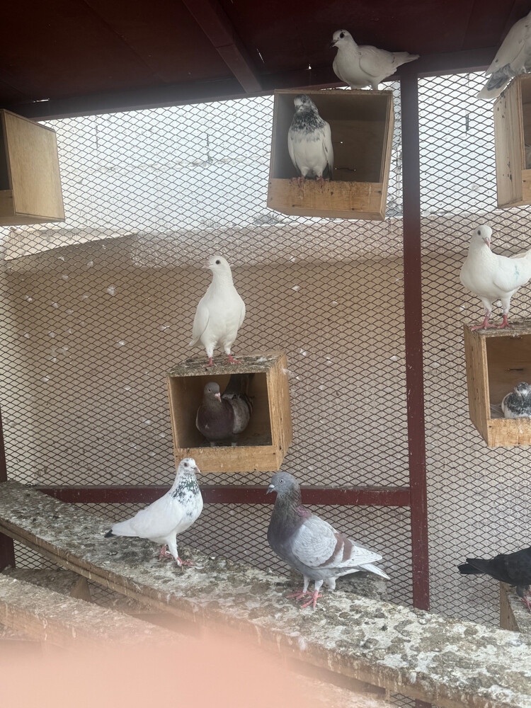 pigeons for sale  - 4