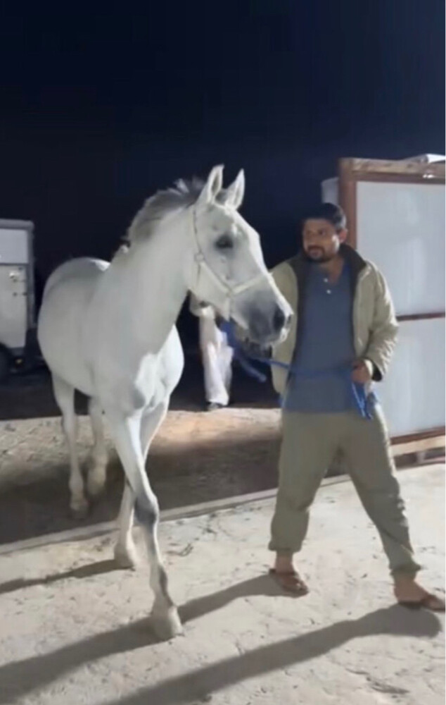 حصان عربي ريس للبيع ولا للبدل  - 1