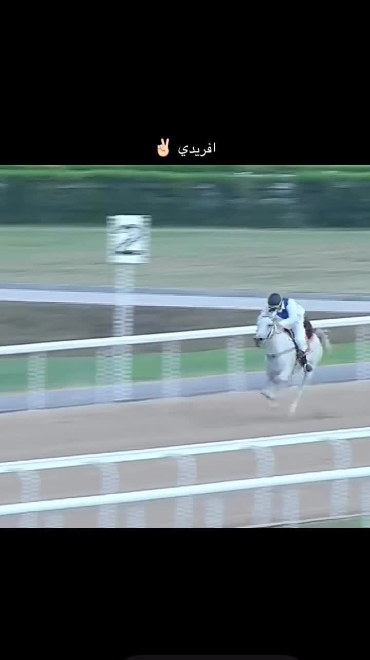 حصان عربي ريس للبيع ولا للبدل  - 2