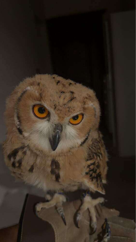 need someone to train my owl - 1