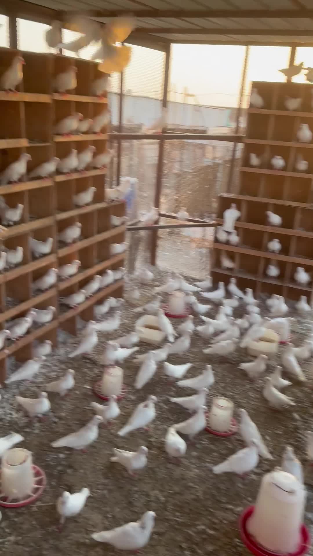 حمام لاحم جامبو - 1