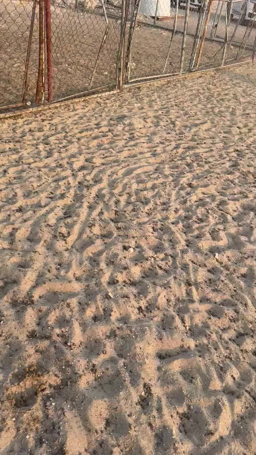 تيوس عوارض  - 1