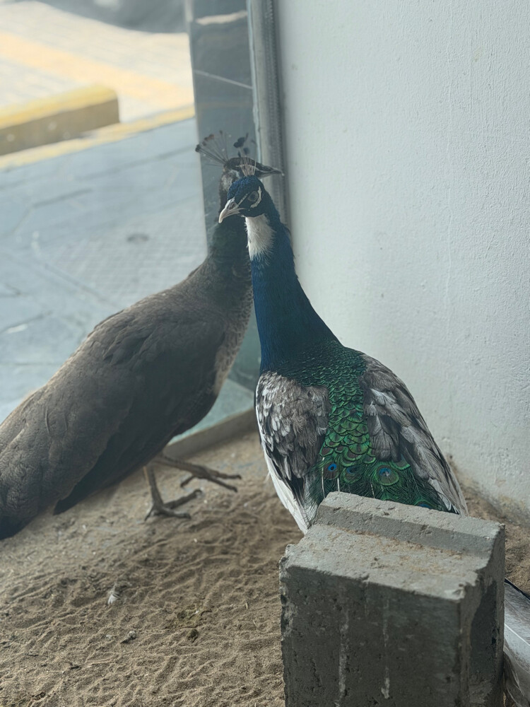 زوج طاووس بايد نادر  - 4
