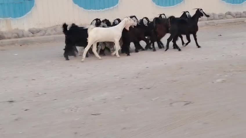 جمد عوارض طيبه تحت الفحل - 1
