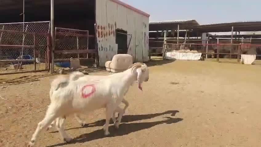 للبيع معزه مشاريك دفيع شرط سونار - 3