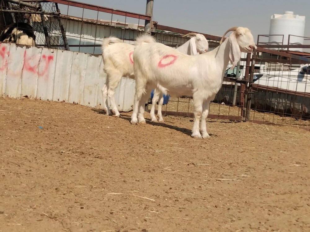 للبيع معزه مشاريك دفيع شرط سونار - 2