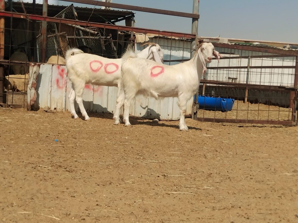 للبيع معزه مشاريك دفيع شرط سونار - 1