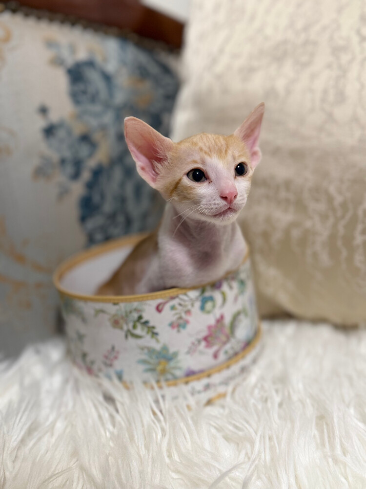 A Male Kitten for Free - 1