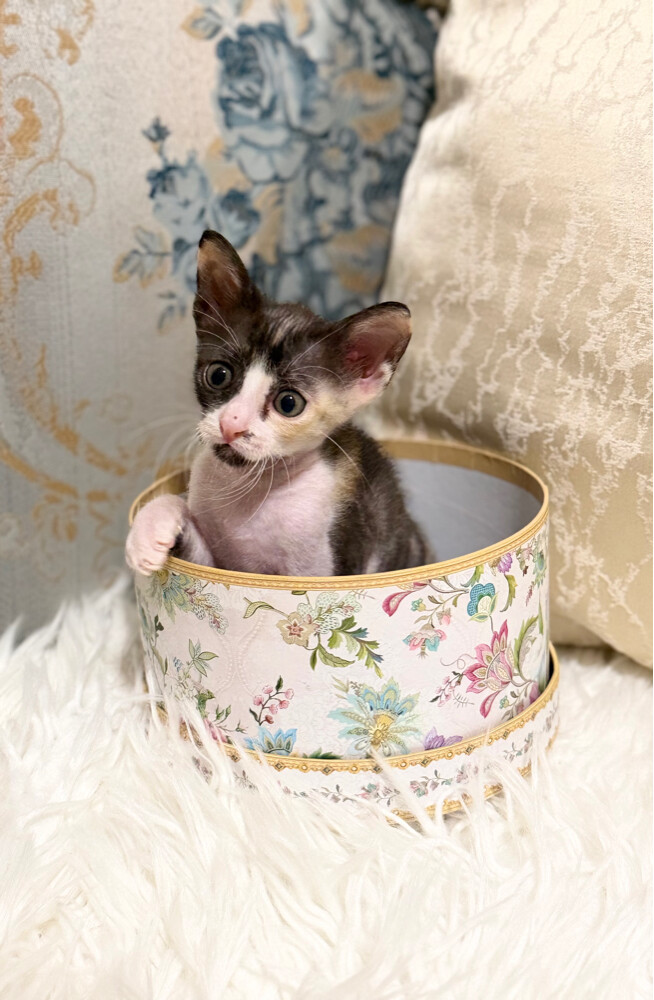 Female Kitten for Free - 1