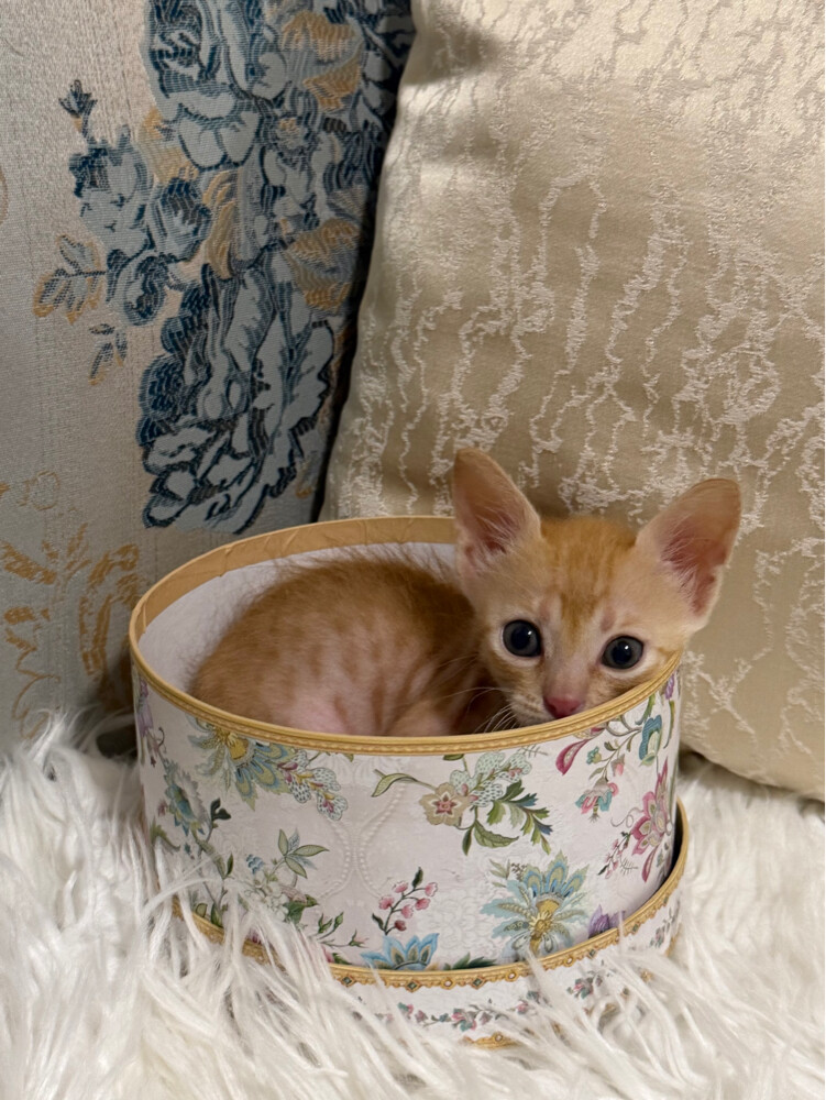 A Kitten Female for Free - 1