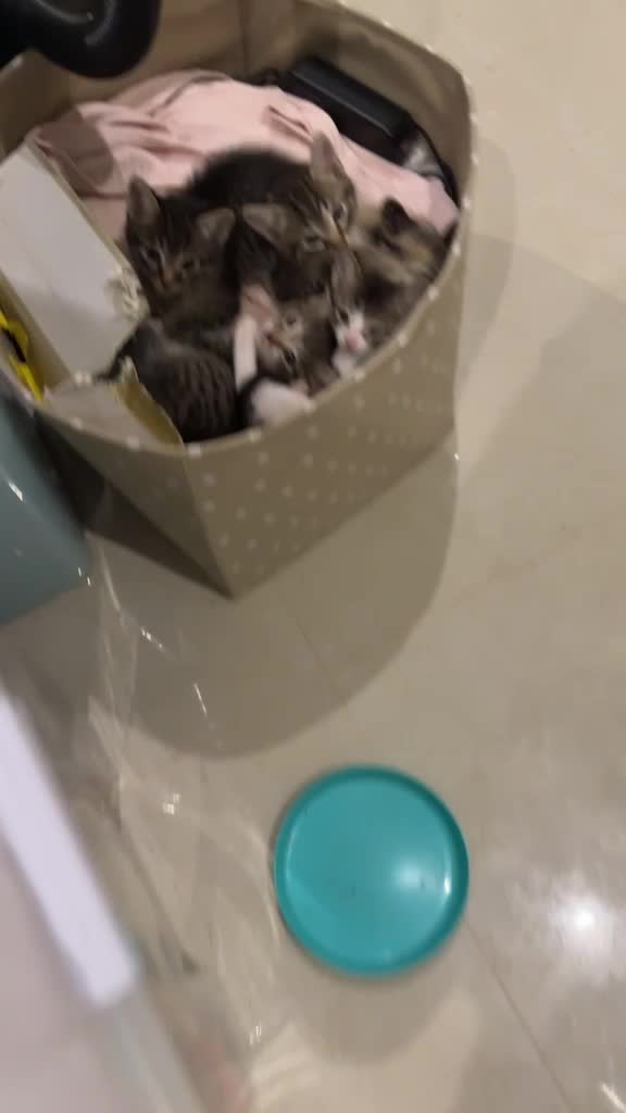 for adoption - 1