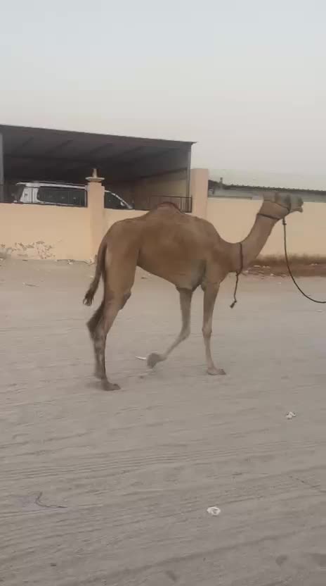 لقية وافية - 2