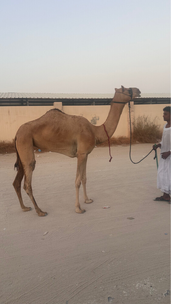 لقية وافية - 1