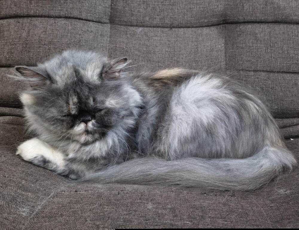 Persian Longhair Female Cat - 4