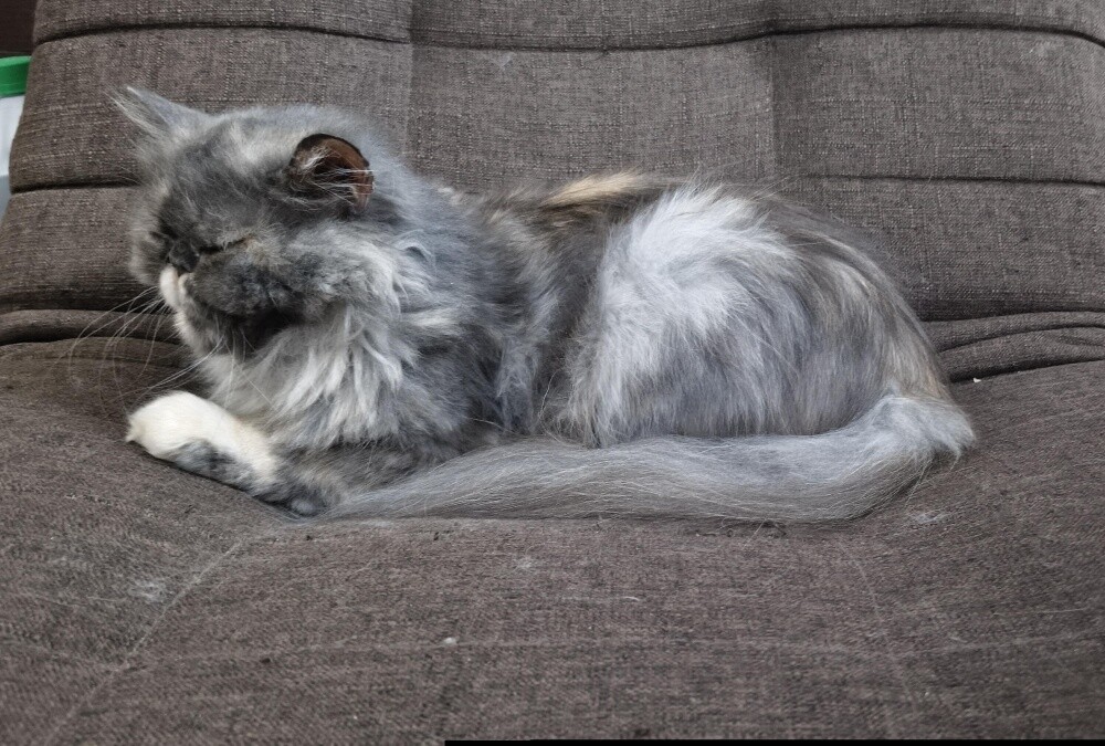 Persian Longhair Female Cat - 1