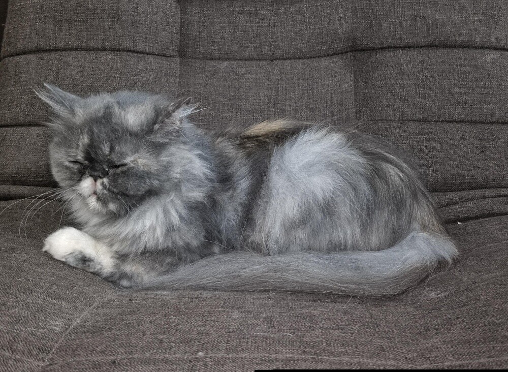 Persian Longhair Female Cat - 2