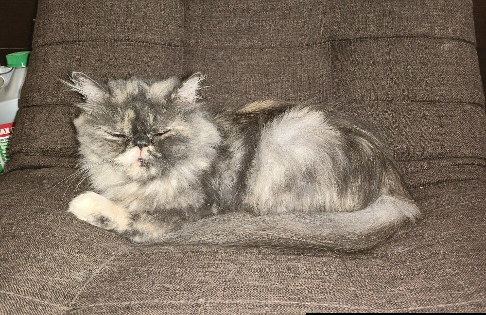 Persian Longhair Female Cat - 3