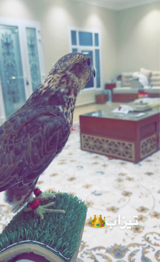 وكري  - 2
