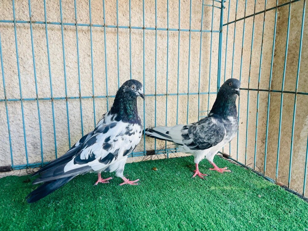 Pakistani teddy breeding pair - 1