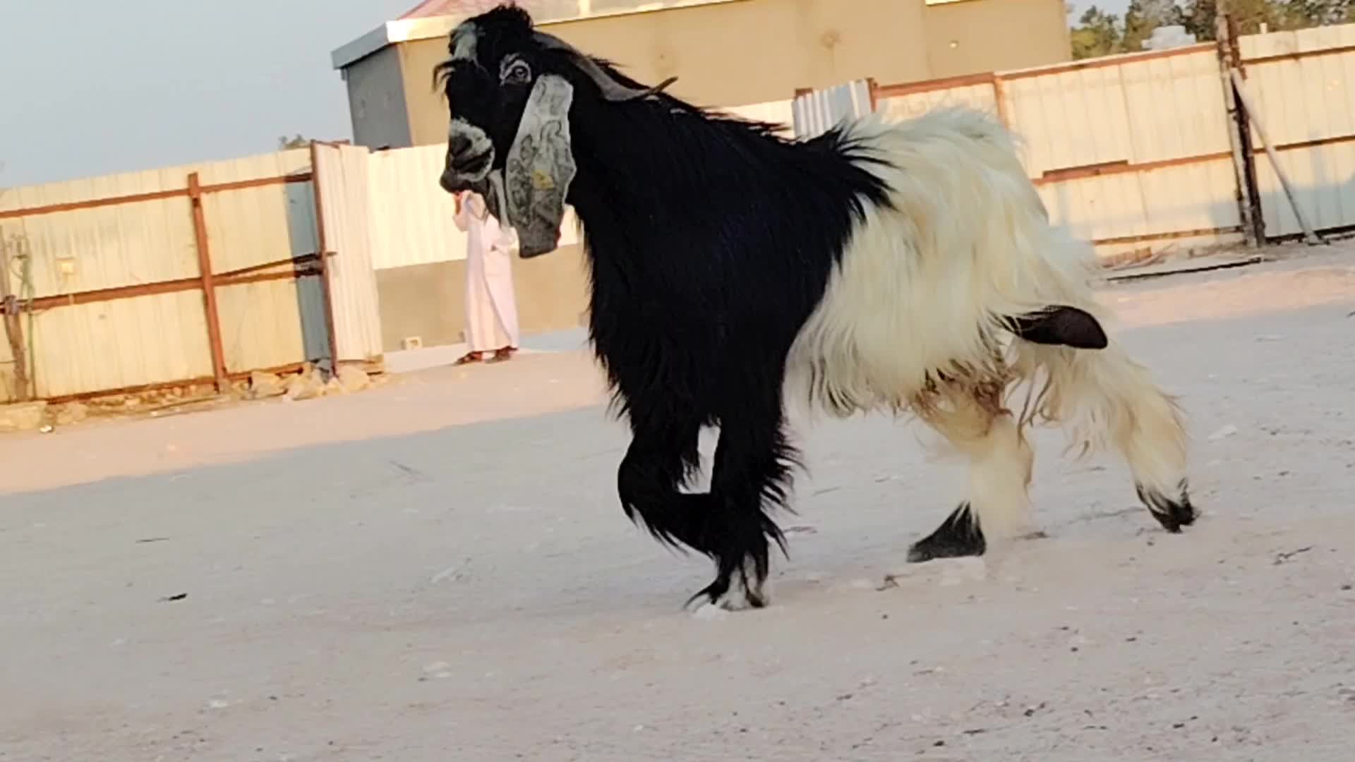 للبيع تيس فحل عارضي احقب طيبه - 1
