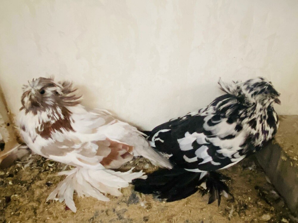 بخاره - 1