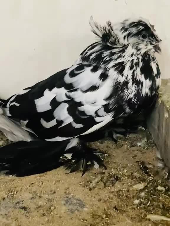 بخاره - 2